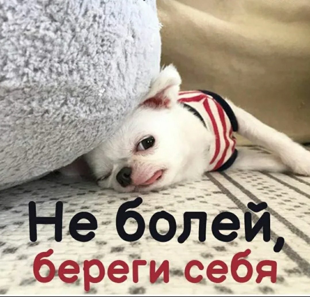 Кот с градусником