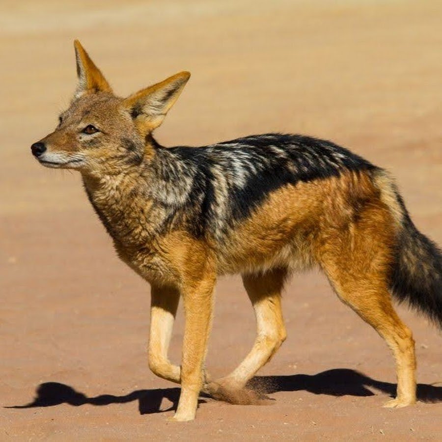 God of War 2021 Ragnarok