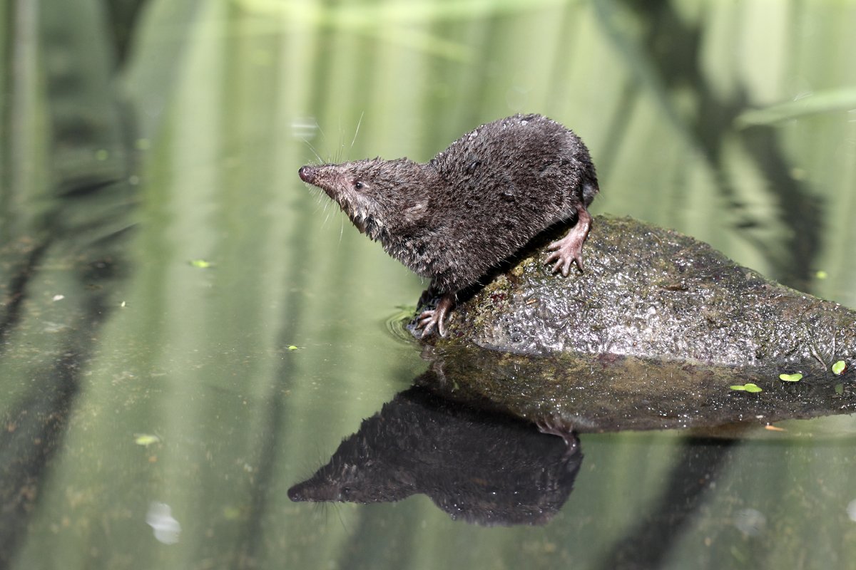 Обыкновенная кутора