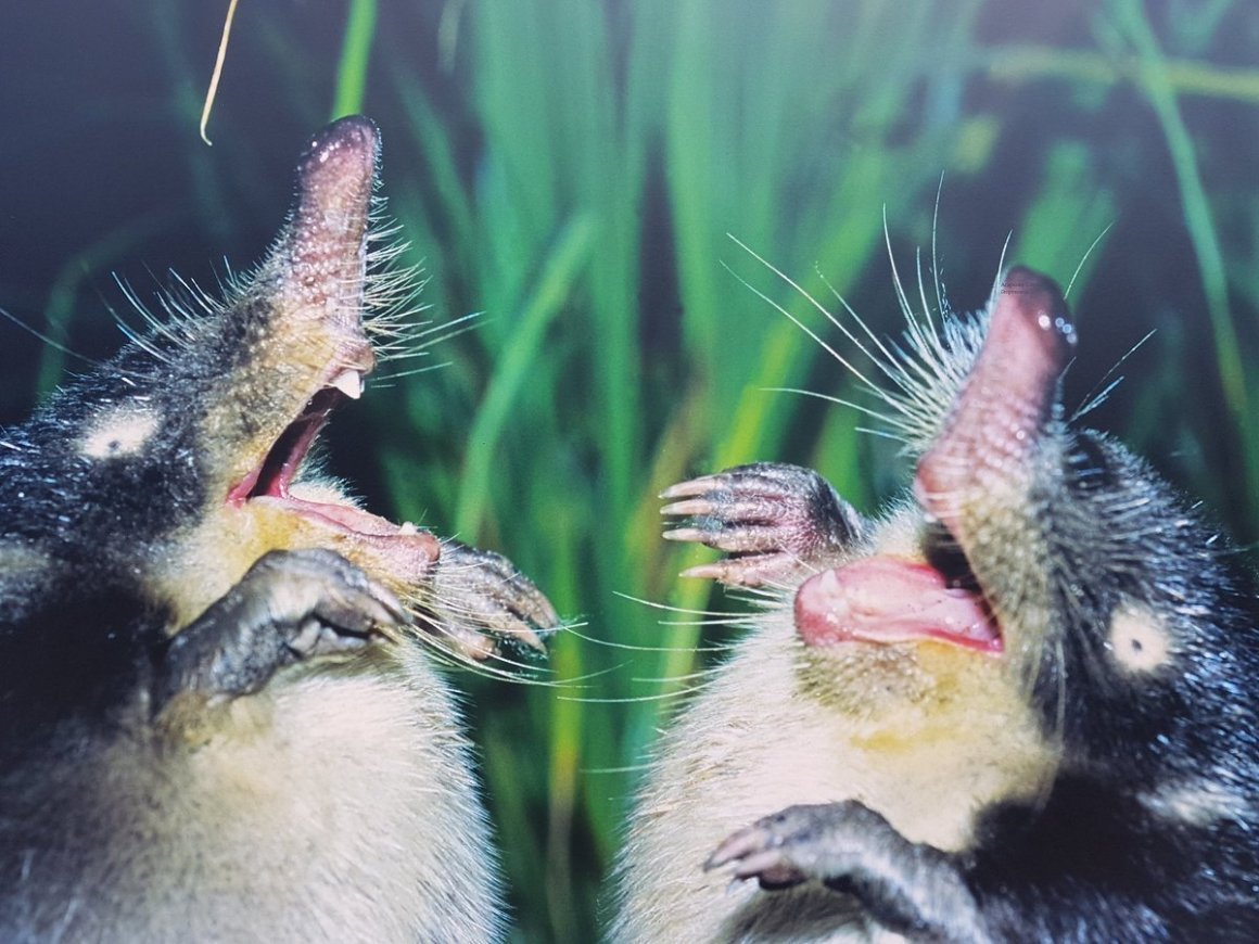 Прикинь мы выхухоль