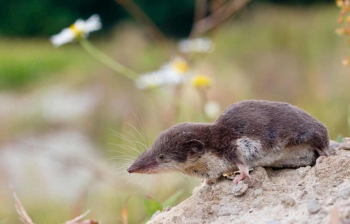 Обыкновенная землеройка бурозубка