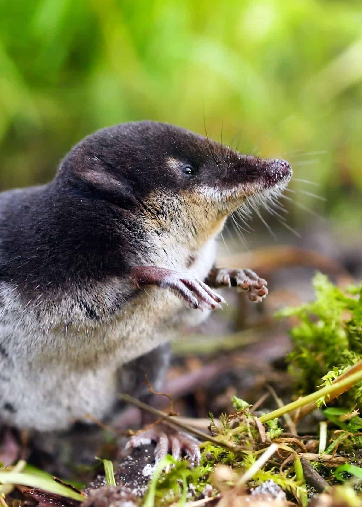 Землеройка бурозубка