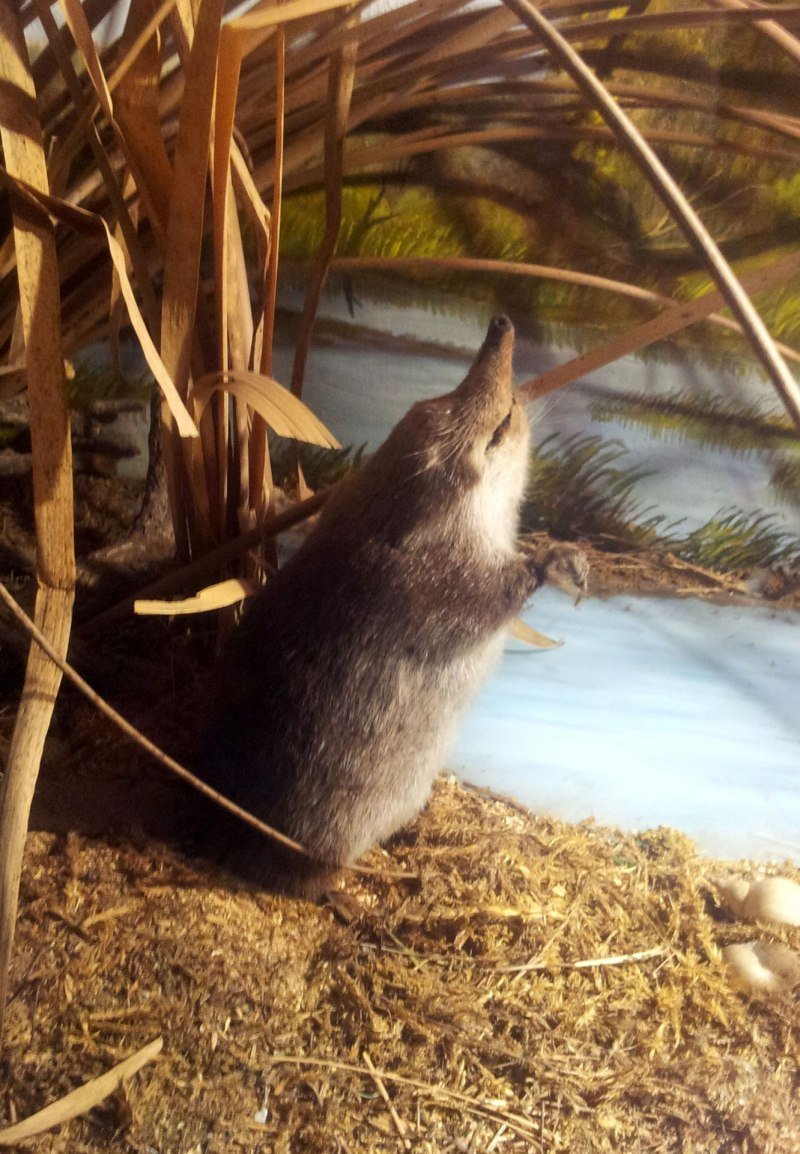 Воронежский заповедник выхухоль