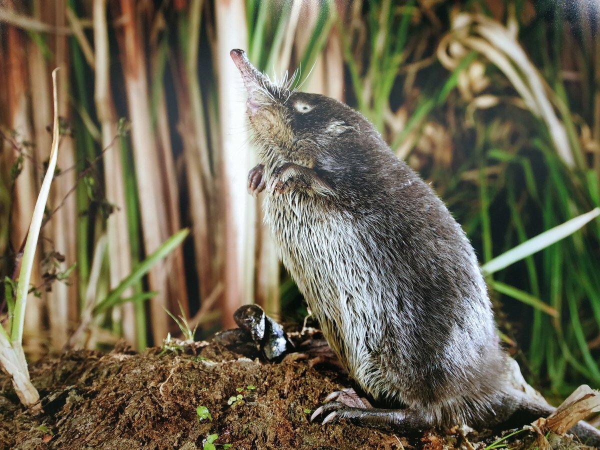 Выхухоль и землеройка