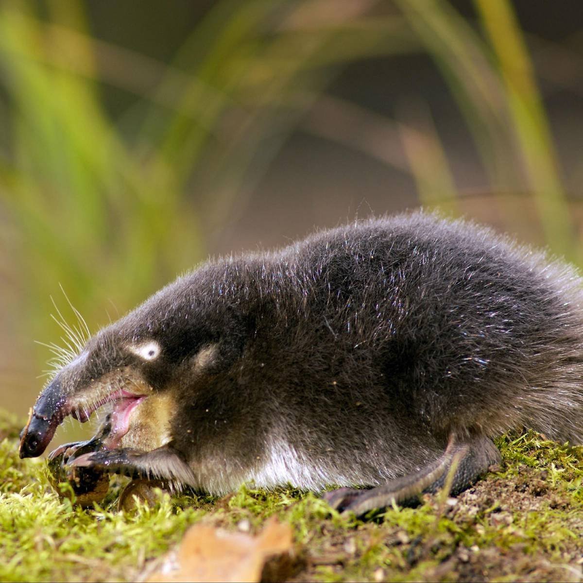 Пиренейская выхухоль