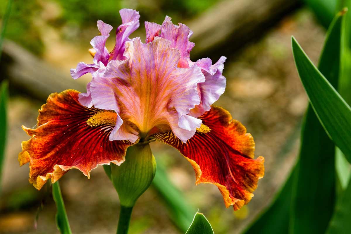 Цветок Ирис Касатик