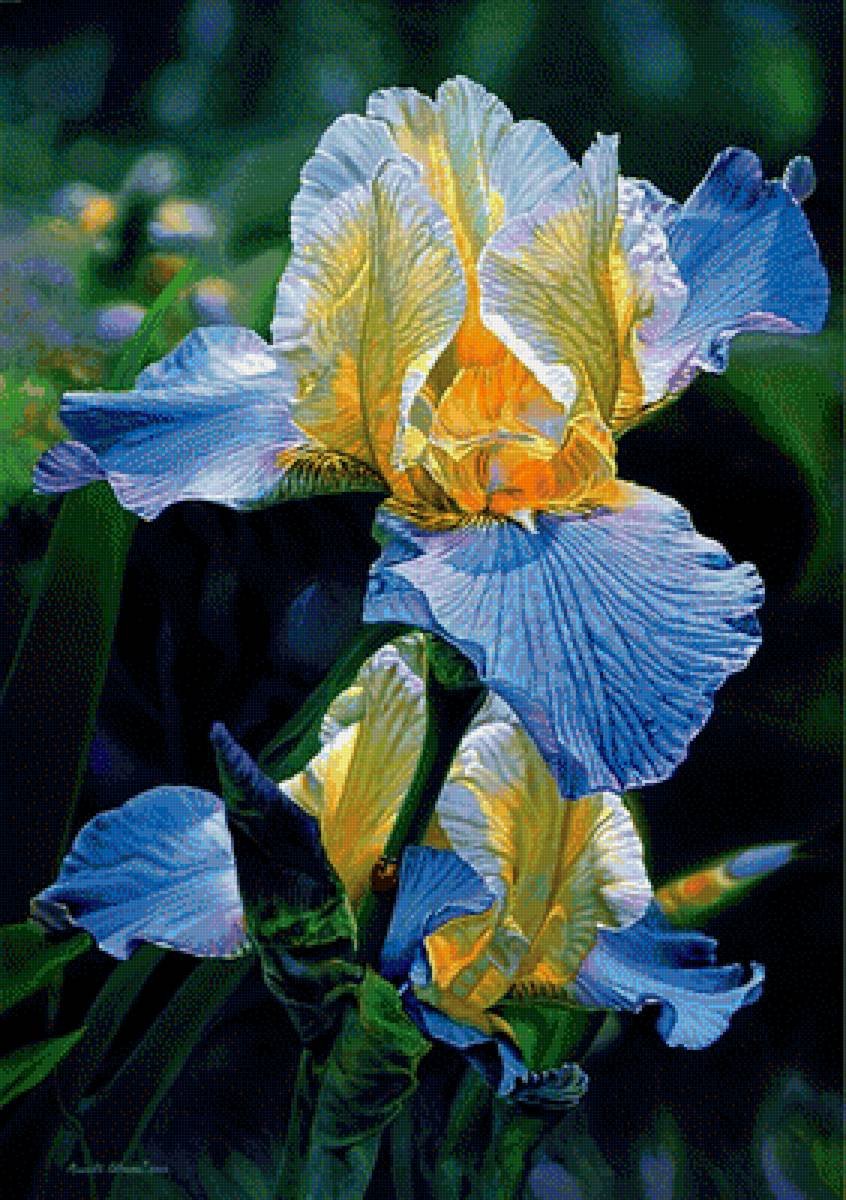 Ирис Касатик