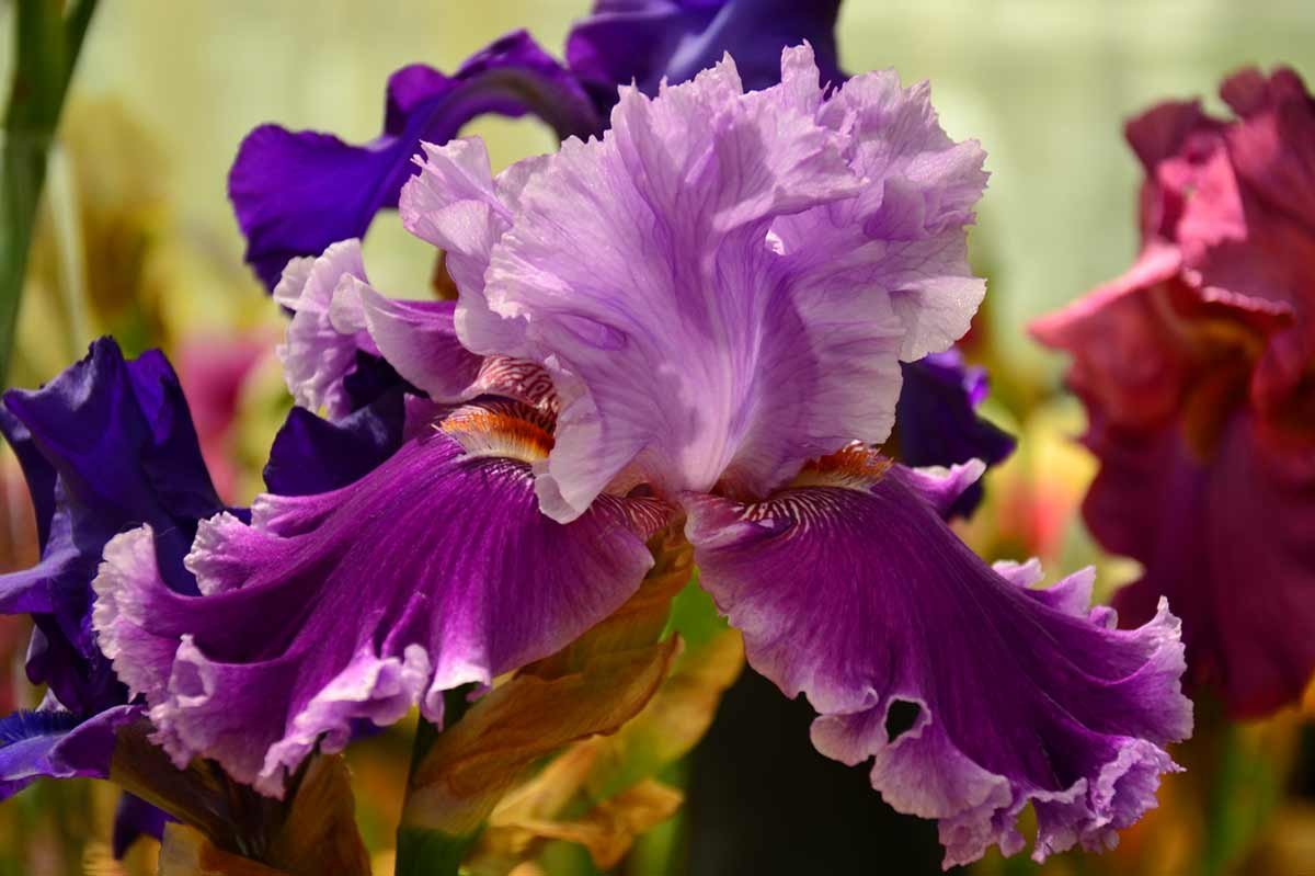 Ирис фиолетовый обыкновенный