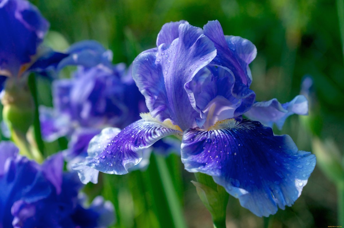 Ирис Касатик синий