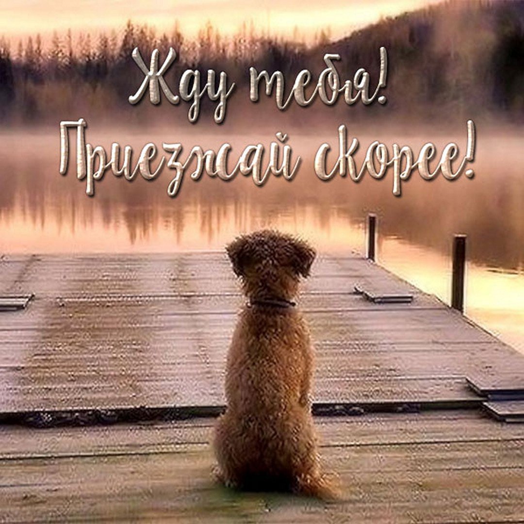 Жду тебя картинки
