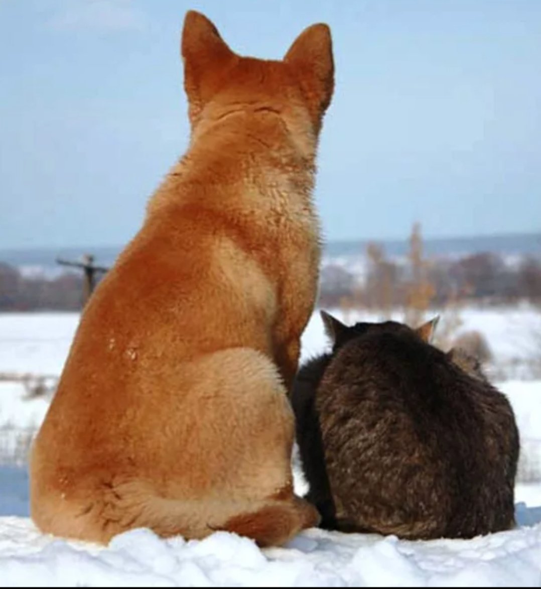 Мотиваторы про животных