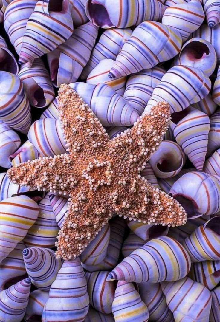 Морская звезда Lunckia Columbiae