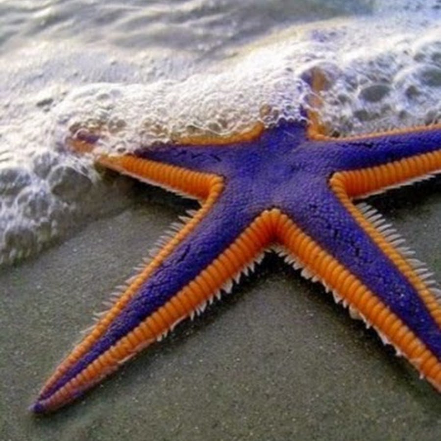 Иглокожие морские звезды