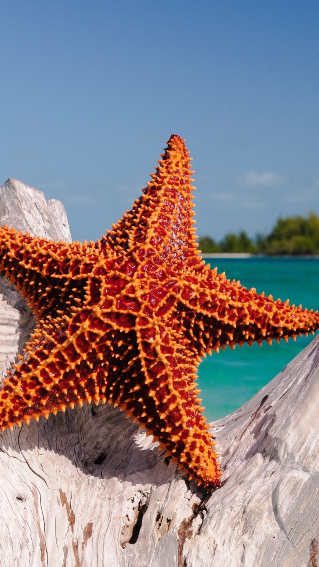 Самая большая морская звезда в мире