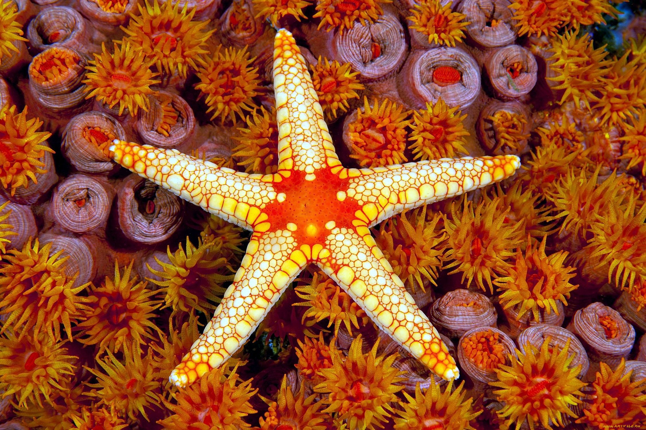 Найти морскую звезду. Морская звезда патирия гребешковая. Солястер морская звезда. Иглокожие морские звезды. Морские звезды красного моря.