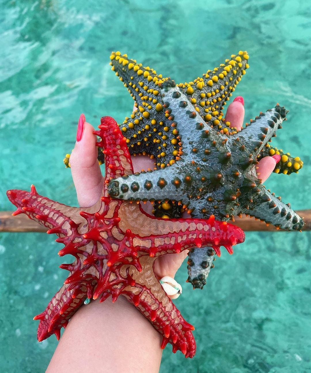 Морская звезда