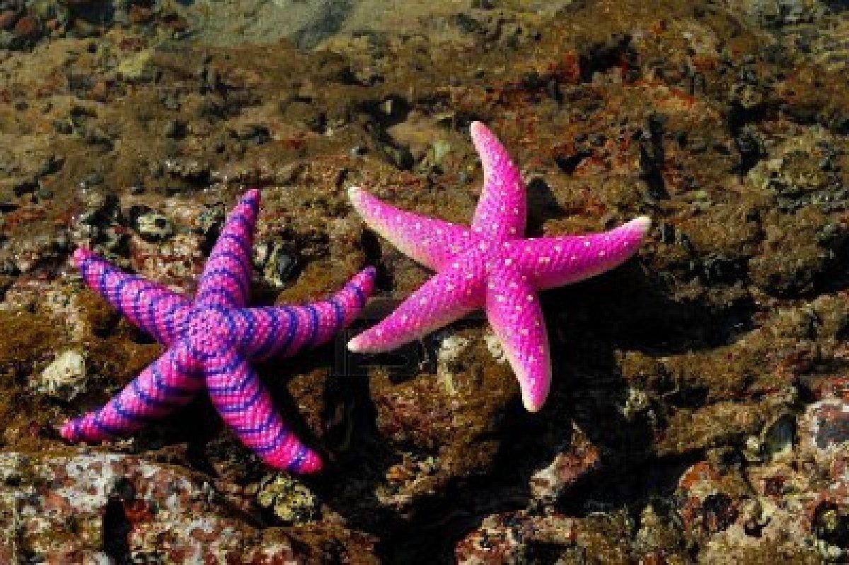 Рост морской звезды. Шестиконечная морская звезда. Иглокожие морские звезды. Королевская морская звезда. Морская звезда - Starfish.