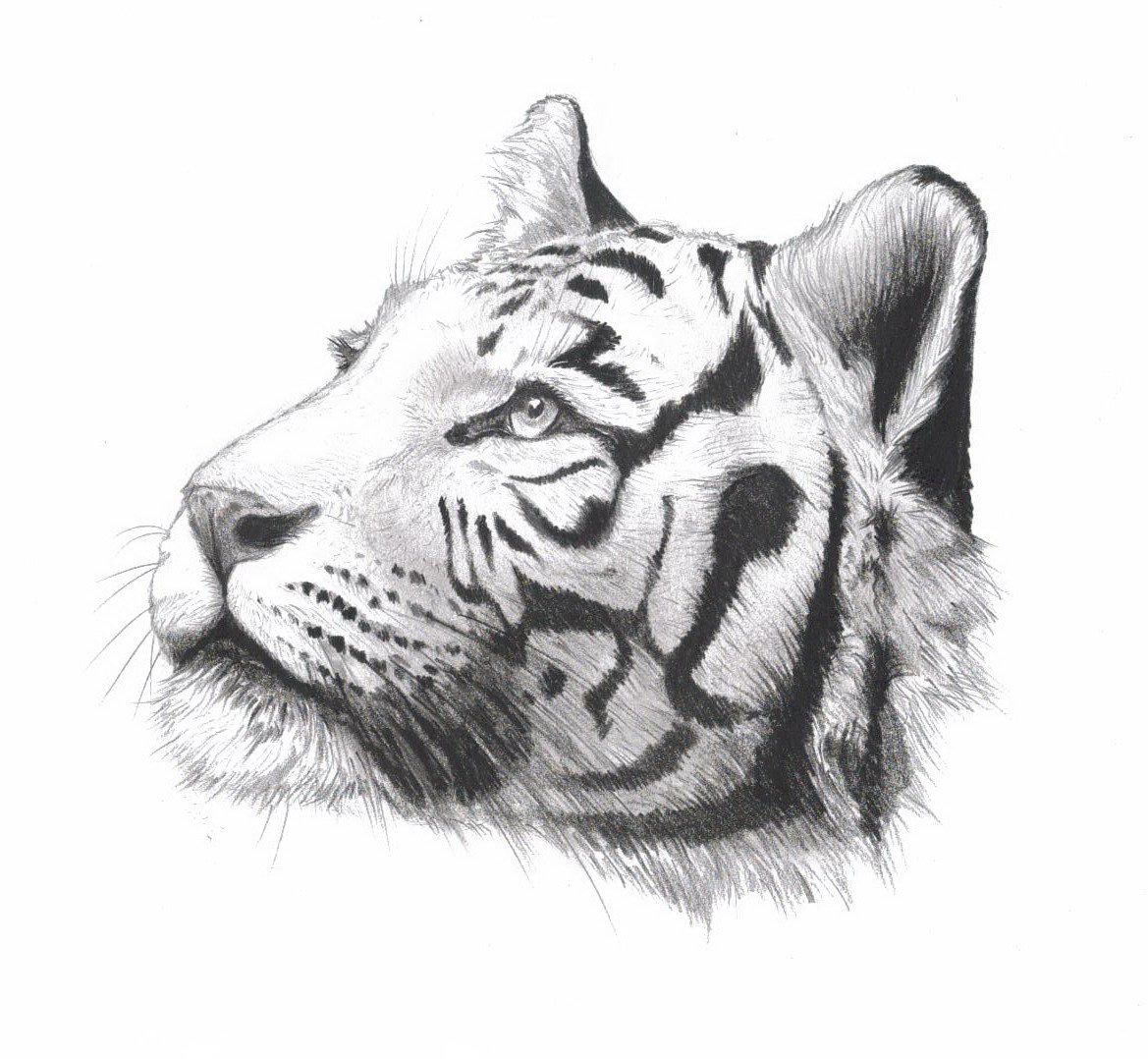 Тигр карандашом. Рисунок тигра карандашом. Тигр рисунок тату. Картинки тигра для срисовки. Рисунки в формате jpg