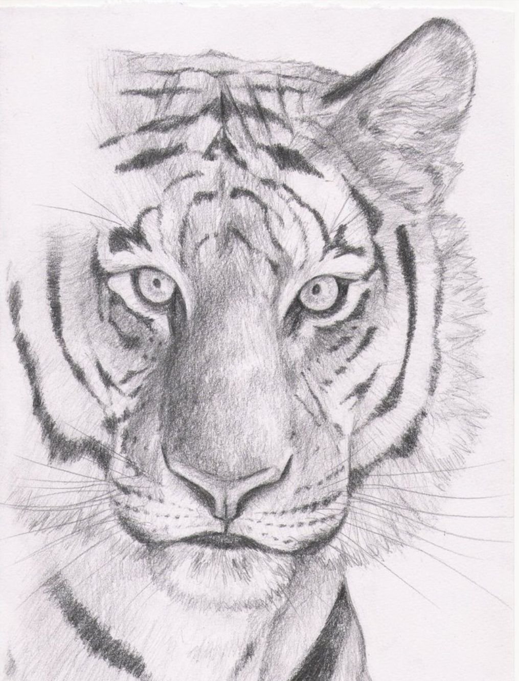 Рисунок тигра пошагово