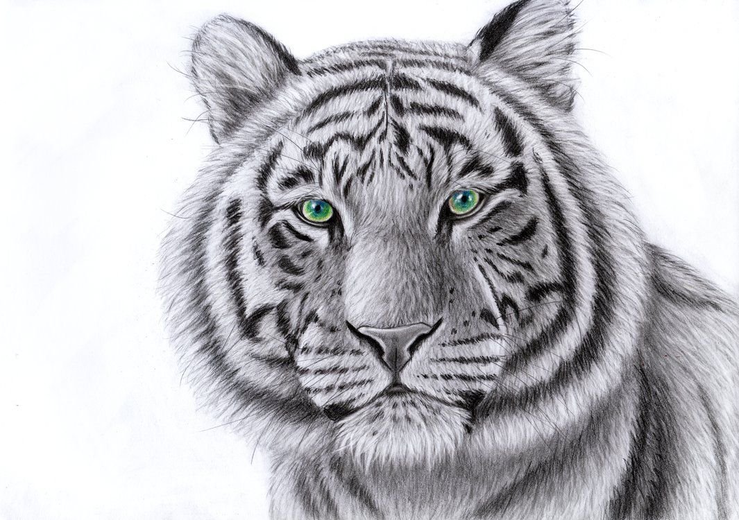 Картинки тигра для срисовки