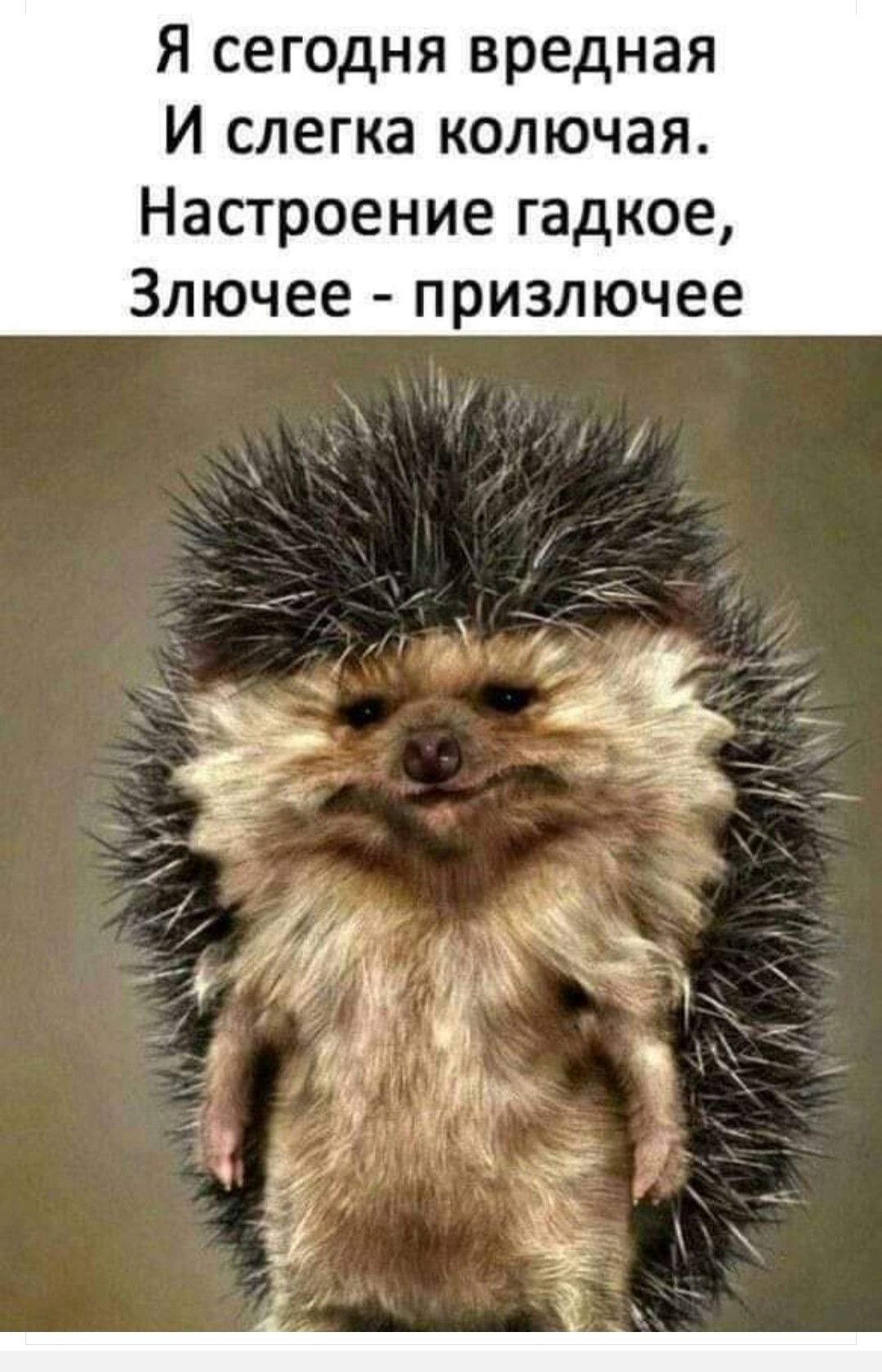 Вредный Ежик