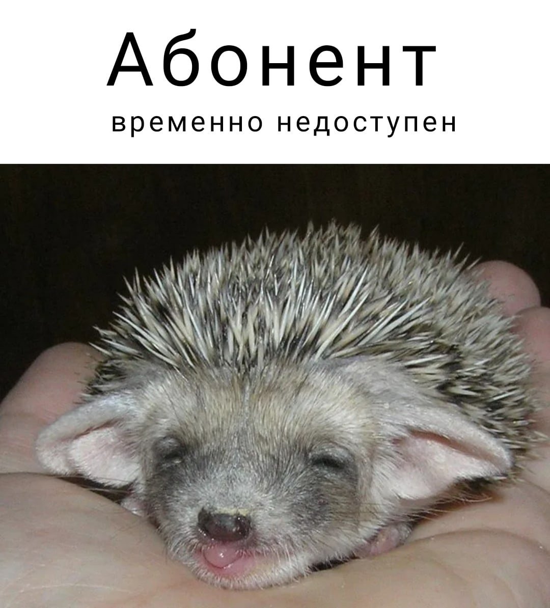 Ежик простудился