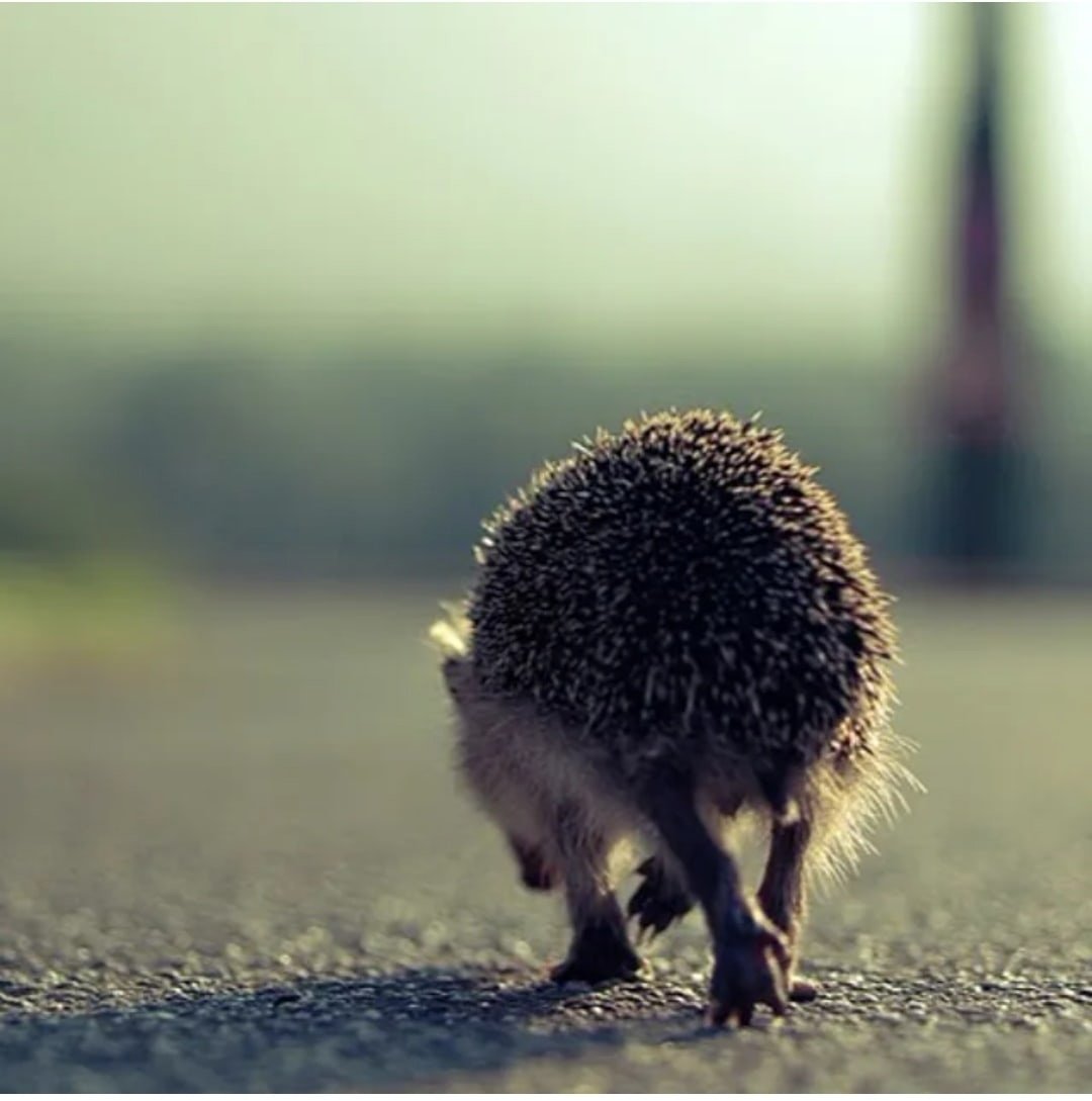 Ежик на спине