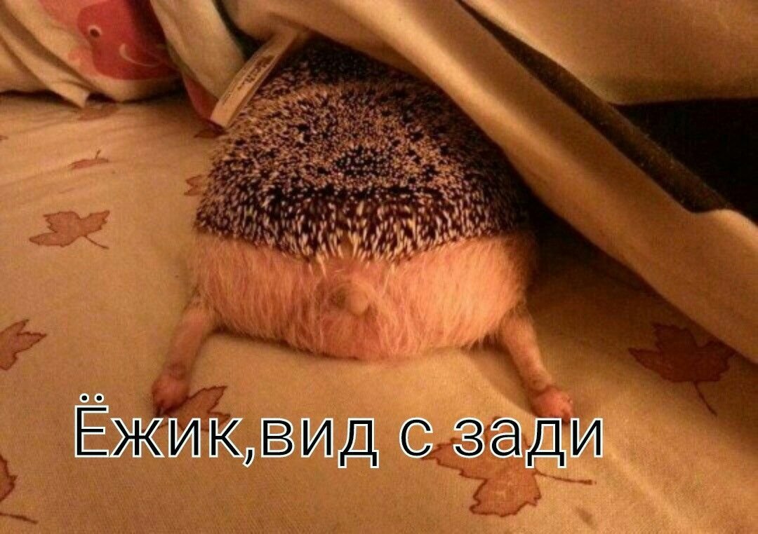 Уставший Ежик