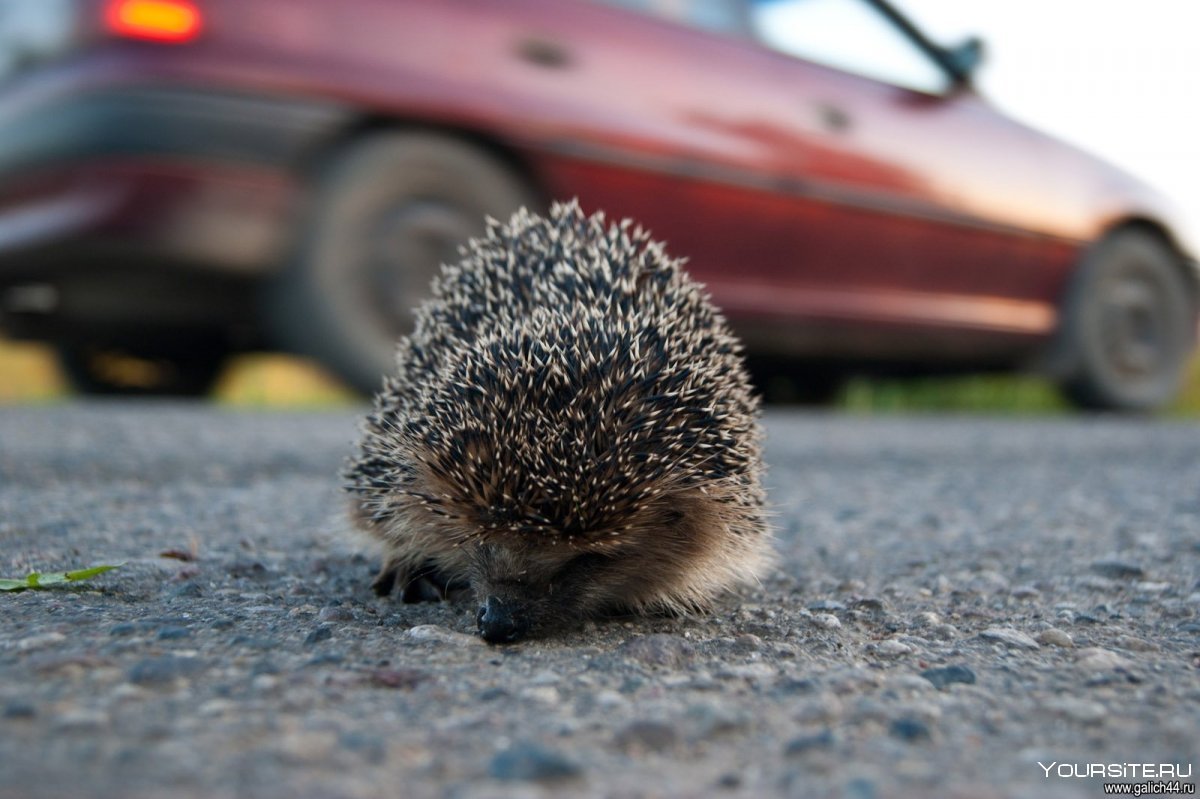Еж в клубке
