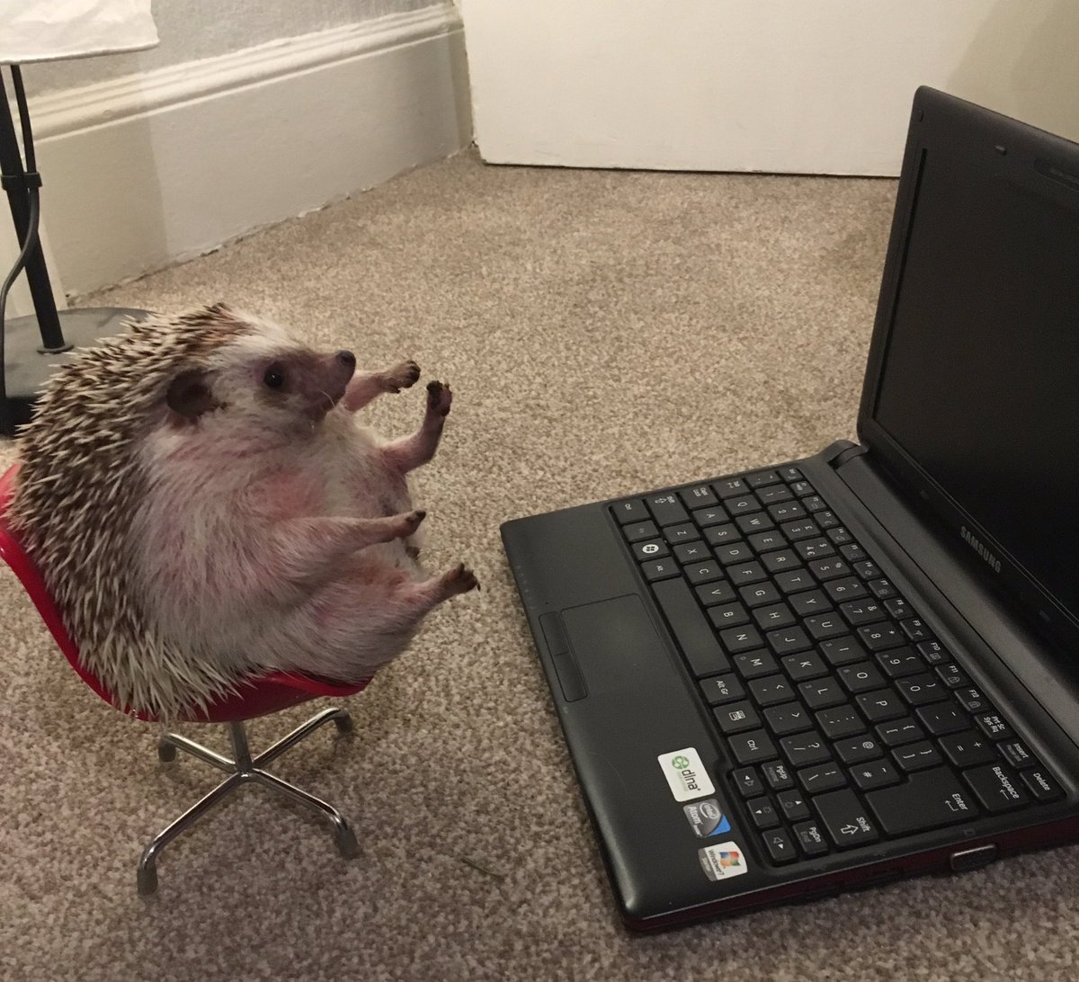 Ёжик желает спокойной ночи