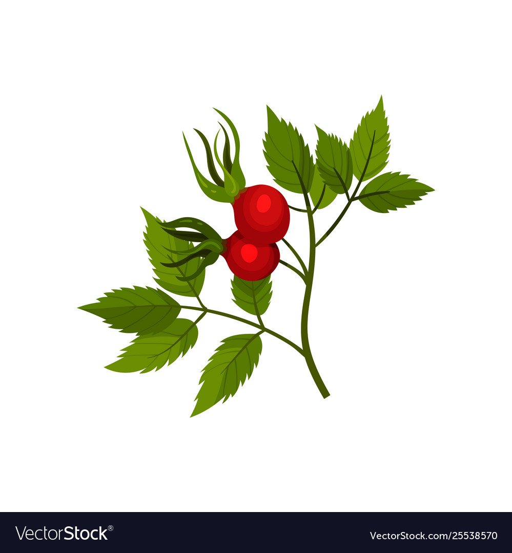 Шиповник логотип