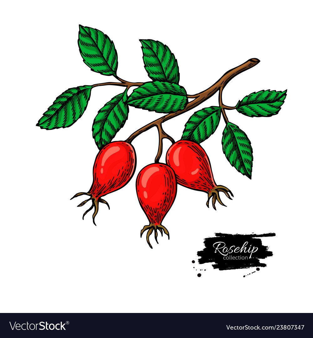 Шиповник вектор