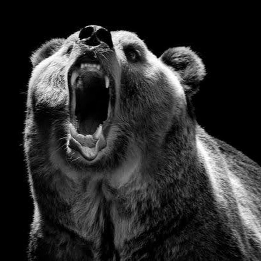 Медведь 3д модель