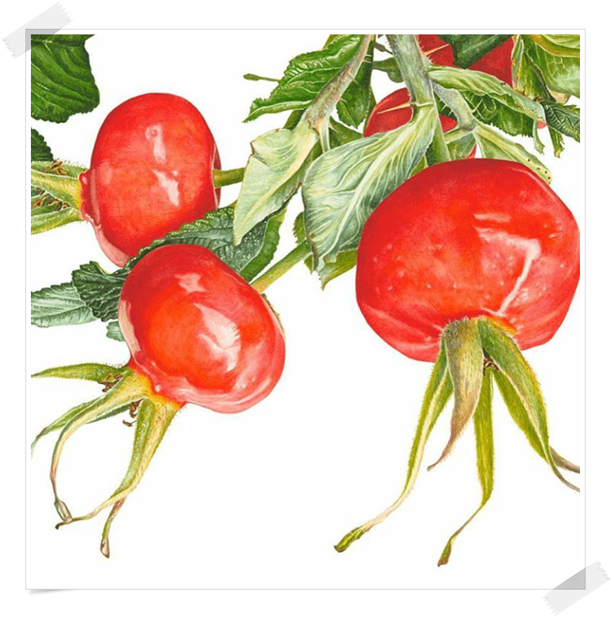 Анна Мейсон акварель