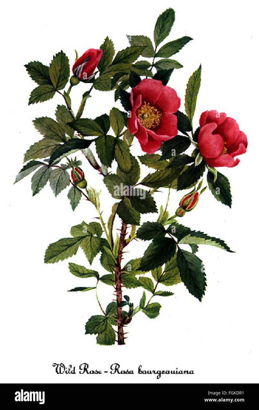 Шиповник арт вектор