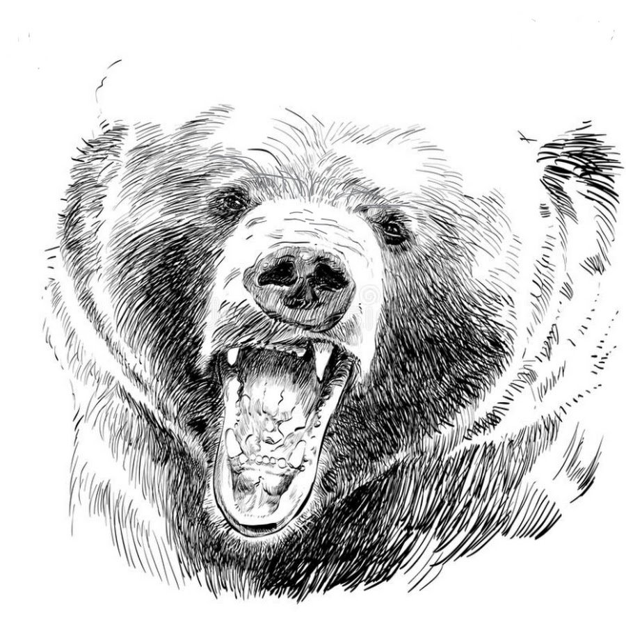 Медвежий оскал в профиль