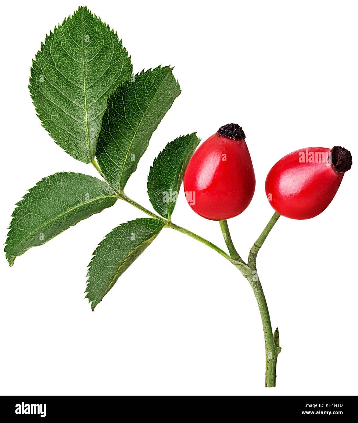 Шиповник рисунок карандашом