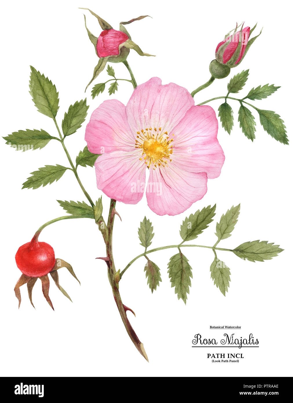 Зарисовать цветок шиповника