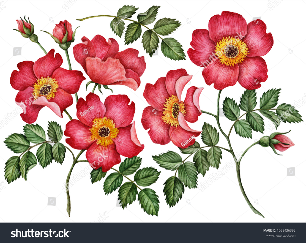 Векторная живопись шиповника