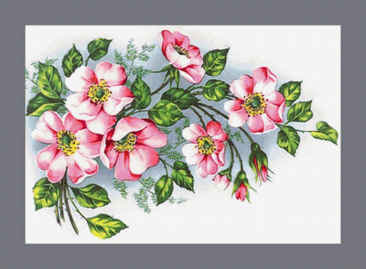 Шиповник ягода вектор