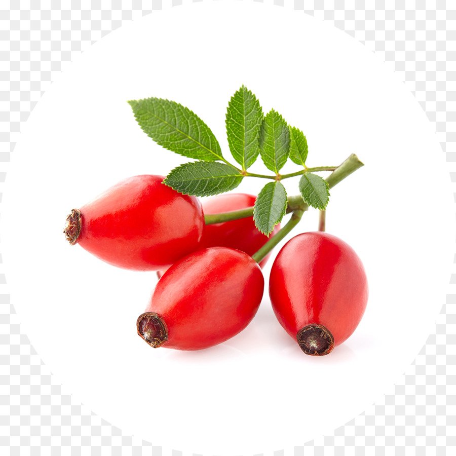 Шиповник кустарник куст