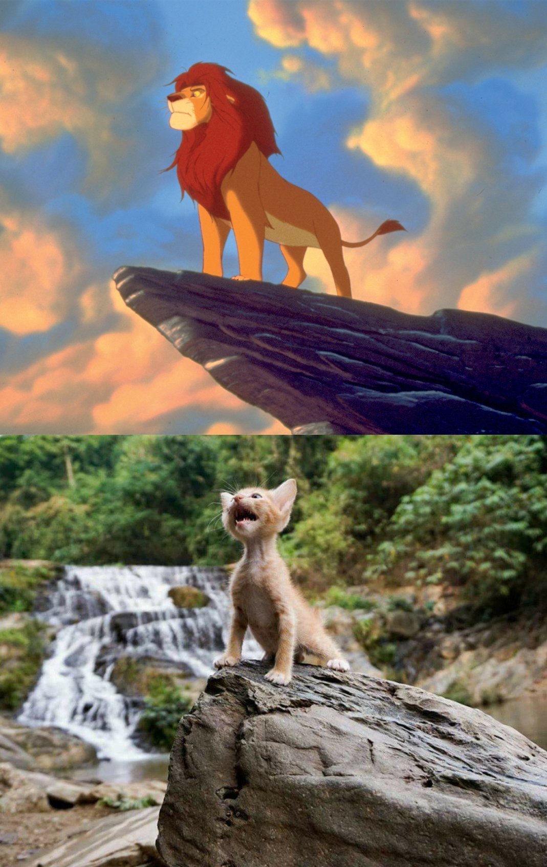 Симба Король Лев Мем