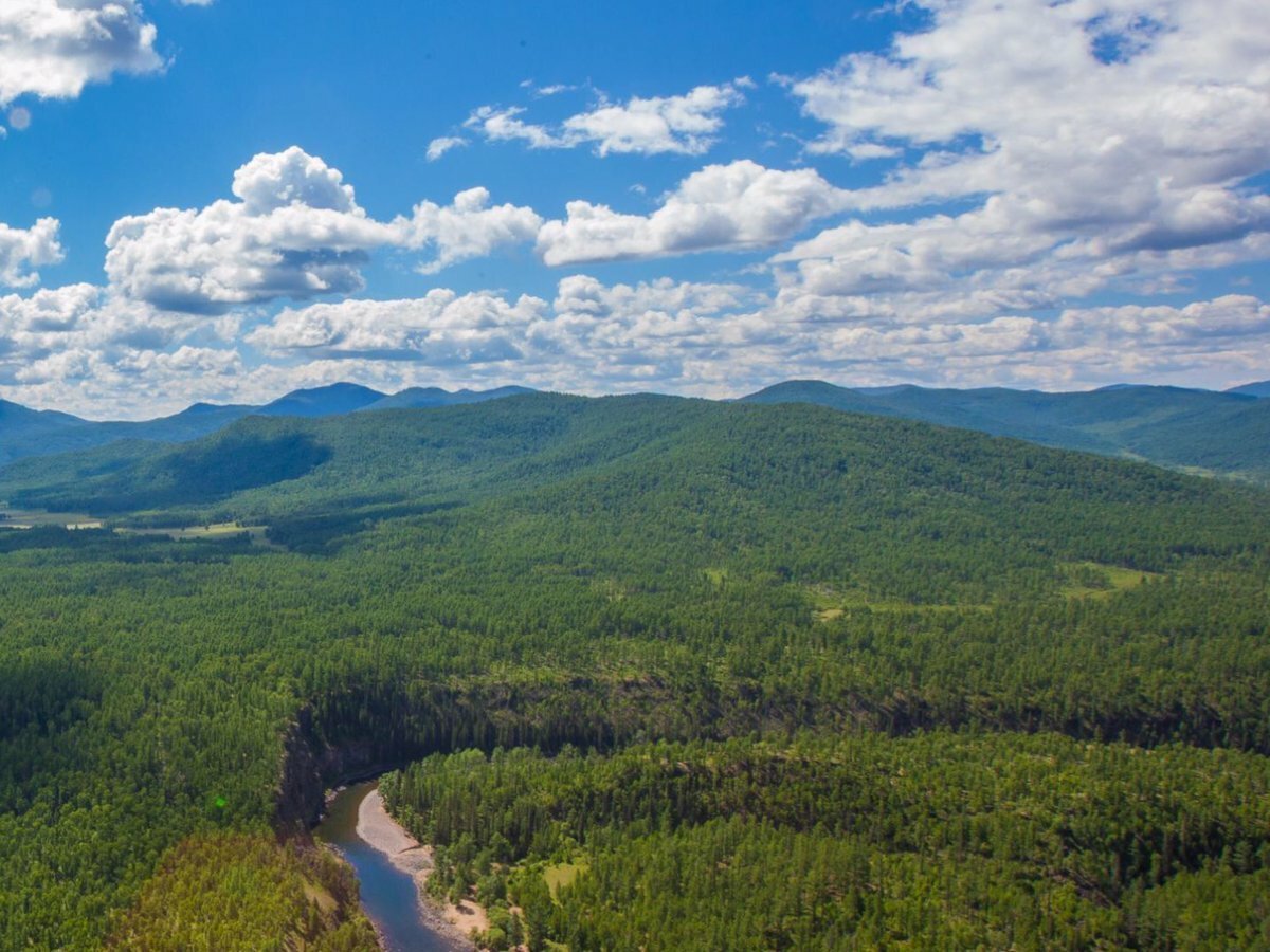 Тайга Забайкалье