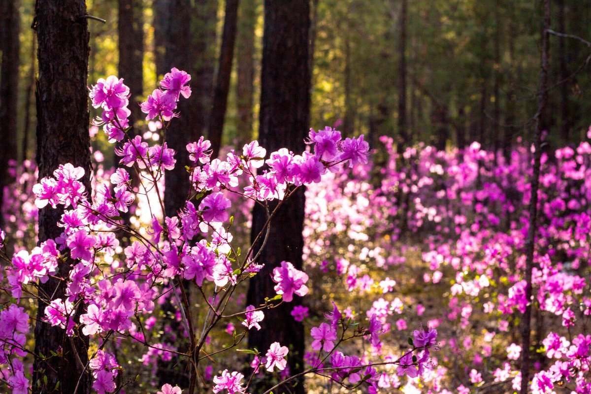 Природа Забайкальского края осенью