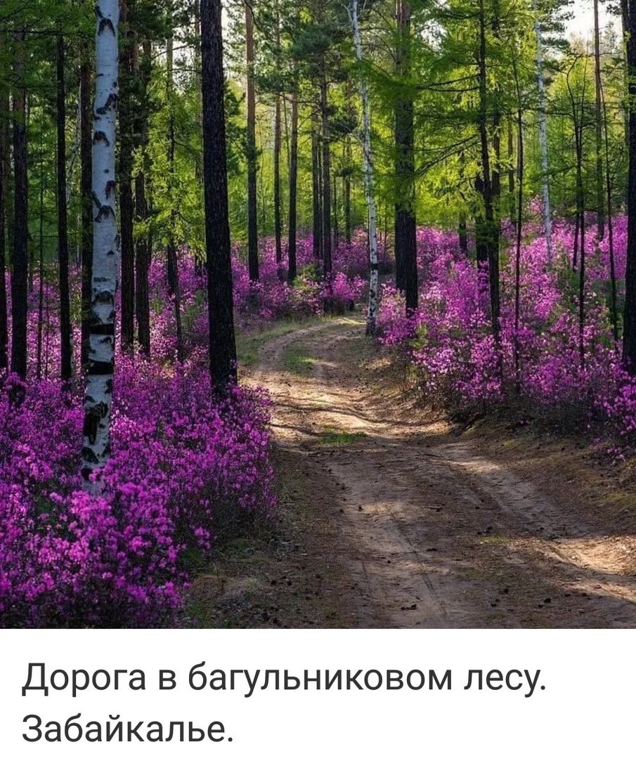 Рододендрон Даурский Забайкалье