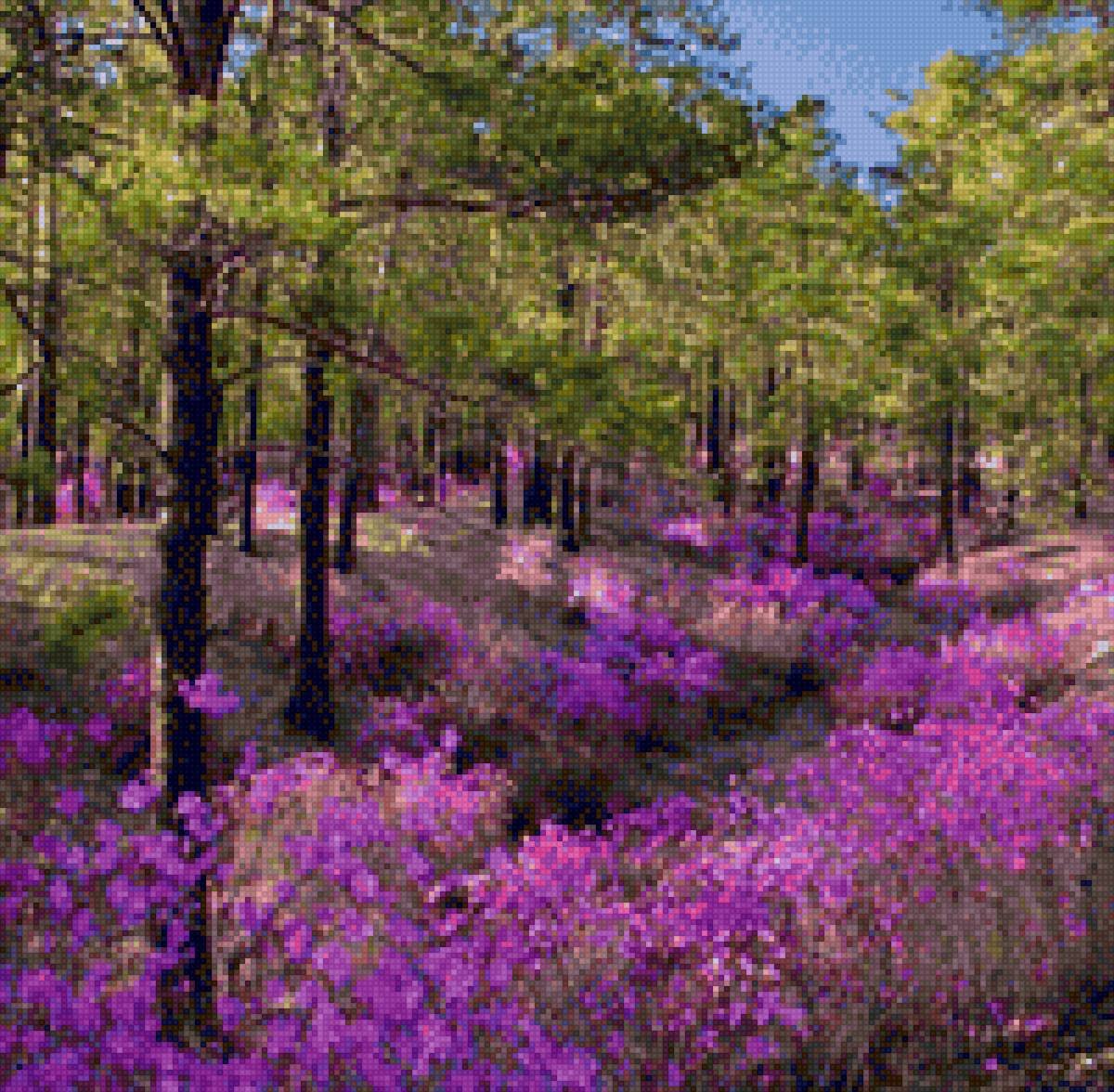 Природа Забайкальского края багульник
