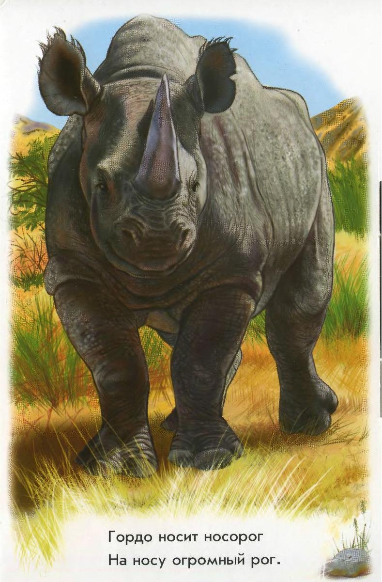 Животные Африки для самых маленьких