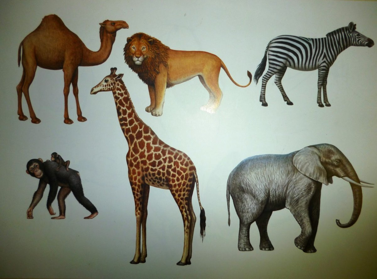 Дикие животные жарких стран