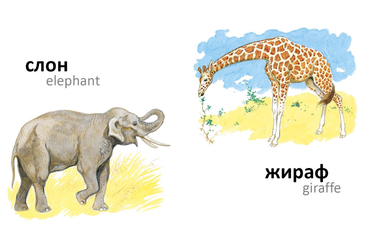 Животные жарких стран для детей