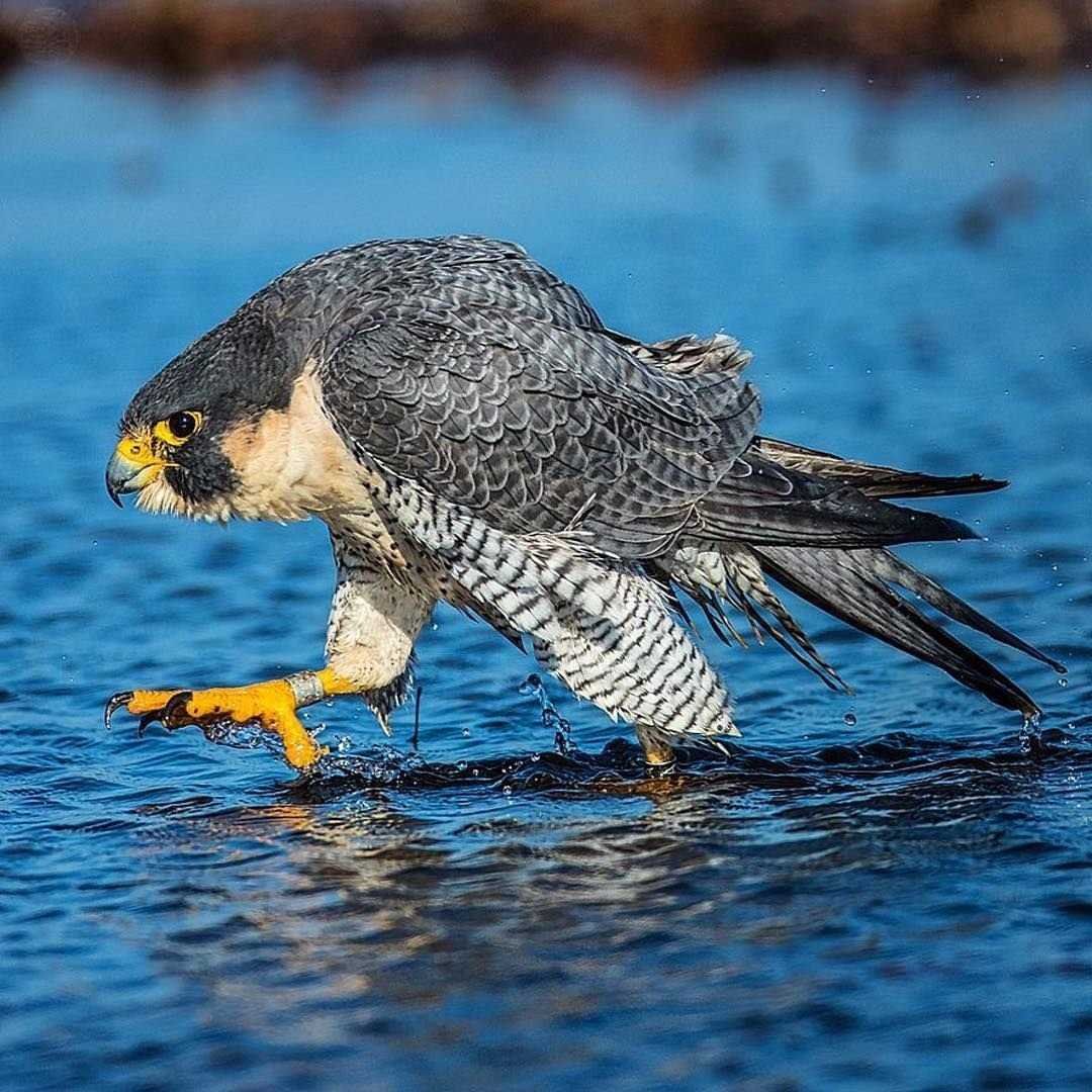 Мальтийский Сокол птица